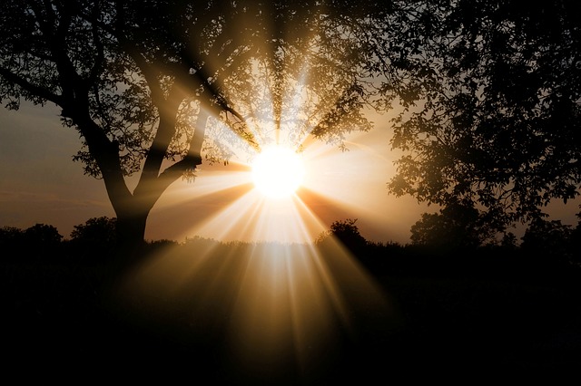 木々の間から覗く太陽
