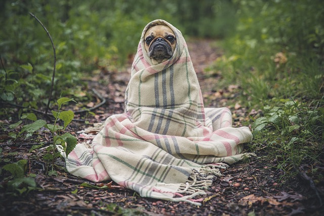 毛布にくるまった犬