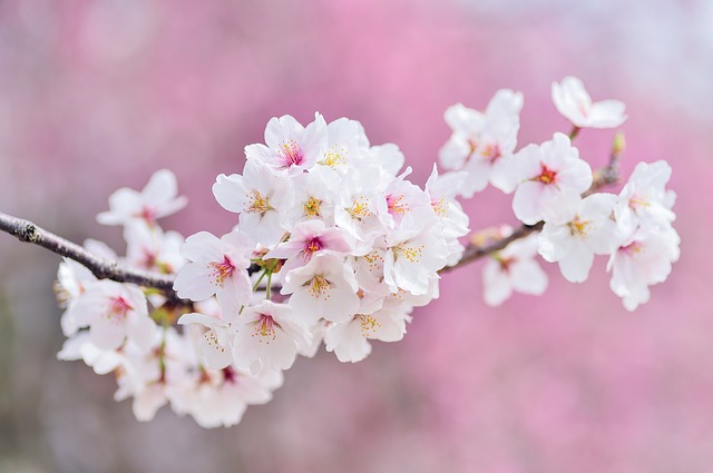 満開の桜