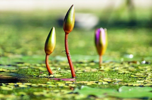 植物の成長と萌芽