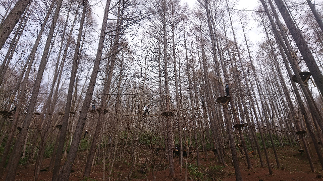 野外アドベンチャーパーク北湯沢の木の上に張り巡らされたアスレチック施設